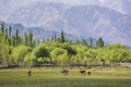 Cows pond in front of Shey Palace in Leh Ladakh. Royalty Free Stock Photo