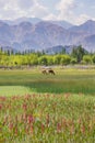 Cows pond in front of Shey Palace in Leh Ladakh. Royalty Free Stock Photo