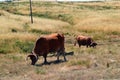 Cows of Portugal