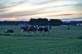 Cows pose in the meadow on a summer evening sunset typical Dutch landscape Royalty Free Stock Photo