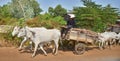 Cows pulling a cart