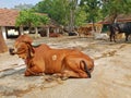 Cows in the Ramana Maharshi ashram in Tiruvanamalai India Royalty Free Stock Photo