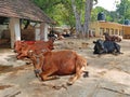 Cows in the Ramana Maharshi ashram in Tiruvanamalai India Royalty Free Stock Photo