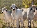 Cows on ranch Australian beef cattle meat industry