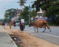 cows randomly cross town road among traffic cars and motorcycles.