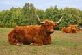 Cows, red Highland cattle Scottish Gaelic lying on pasture