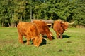 Cows, red Highland cattle Scottish Gaelic young bull and two cows on the pasture Royalty Free Stock Photo