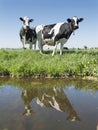 Cows and reflections in canal in dutch meadow on sunny summer day in south holland