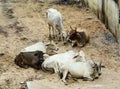 Cows relax on street in Delhi, India Royalty Free Stock Photo