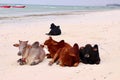 Cows relaxing on the beach in Africa