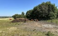 Cows relaxing in a large field, on a sunny day in, Greetland, Sowerby Bridge, UK Royalty Free Stock Photo