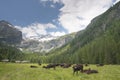 Cows while relaxing on mountain background Royalty Free Stock Photo