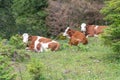 Cows relaxing on a mountain meadow Royalty Free Stock Photo