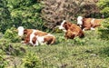 Cows relaxing on a mountain meadow Royalty Free Stock Photo