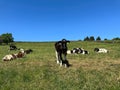 Cows, relaxing in an open field in, Wilsden, Yorkshire, UK Royalty Free Stock Photo