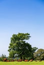 Cows relaxing under tree on warm day Royalty Free Stock Photo