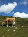 Cows in Resciesa mountain