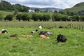 Cows at rest in field on fine day Royalty Free Stock Photo