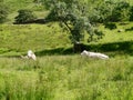 Cows at rest in field Royalty Free Stock Photo
