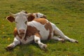 Cows resting Royalty Free Stock Photo