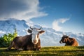 Cows resting on alpine hills in sun beams Royalty Free Stock Photo