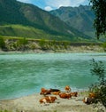 Cows are resting on the beach by the river Royalty Free Stock Photo