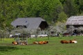 Cows resting on a farm in Logar valley (Logarska dolina), Kamnik Savinja Alps, Slovenia, Europe Royalty Free Stock Photo