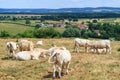 Cows resting in a field in Burgundy Royalty Free Stock Photo