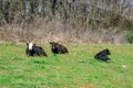 Cows Resting in a Field Royalty Free Stock Photo