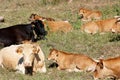 Cows resting in a field Royalty Free Stock Photo