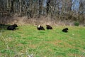 Four Cows Resting in a Field Royalty Free Stock Photo