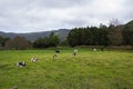 Cows resting and grazing on green field Royalty Free Stock Photo