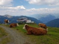 Cows resting on high alpen mountain