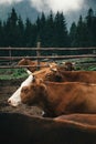 Life of domestic cattle in Carpathian mountains in Summer Royalty Free Stock Photo