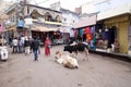 Cows resting in the middle of the street in Pushkar, India Royalty Free Stock Photo