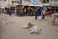 Cows resting in the middle of the street in Pushkar, India Royalty Free Stock Photo