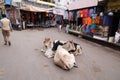 Cows resting in the middle of the street in Pushkar, India Royalty Free Stock Photo