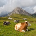 Cows resting Royalty Free Stock Photo