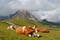 Cows resting Royalty Free Stock Photo