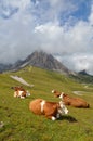 Cows resting Royalty Free Stock Photo