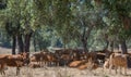 Cows resting in the shade of the oaks