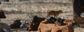 Cows resting in the shade of the oaks Royalty Free Stock Photo