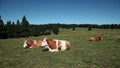 Cows resting on a tableland with a speacial climate