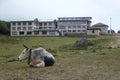 Cows resting at the Tengboche monastery, Everest Base Camp trek, Nepal