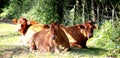Cows are resting in their field Royalty Free Stock Photo