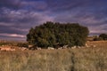 Cows resting under a large tree in a grassy field at sunset with a cloudy sky in the background Royalty Free Stock Photo