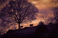 Cows Returning to Barn on a Hill during with a Golden Sunset