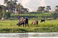 Cows on river bank Nile in Egypt