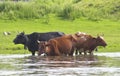 Cows in the river.