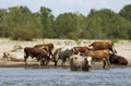 Cows at a riverbank Royalty Free Stock Photo